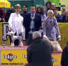 Junior Best of Day - Gorica 2003 - The first dog show for Belissa!!!