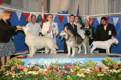 BIS Sunday - judge: Enrique Filippini, Argentina, Alaskan malamute - male - Zulem Magic Touch (Ch. Zulem I Can To Be Magic x Zulem Shes That Way), Breeder + owner:  Javier Cabello - Zulem kennel, Madrid, Spain