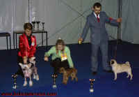 Toy Speciality show - Kitty z Haliparku BIS Puppy winner, judge: Branislav Raji, SLO. Thank you!