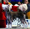 Čínský chocholatý pes - čistý naháč s výstavním osrstěním požadovaných partií (Interšampion).  