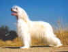 Labutěnka - osrstěná varieta čínského chocholatého psa - může připomínat afgánského chrta.